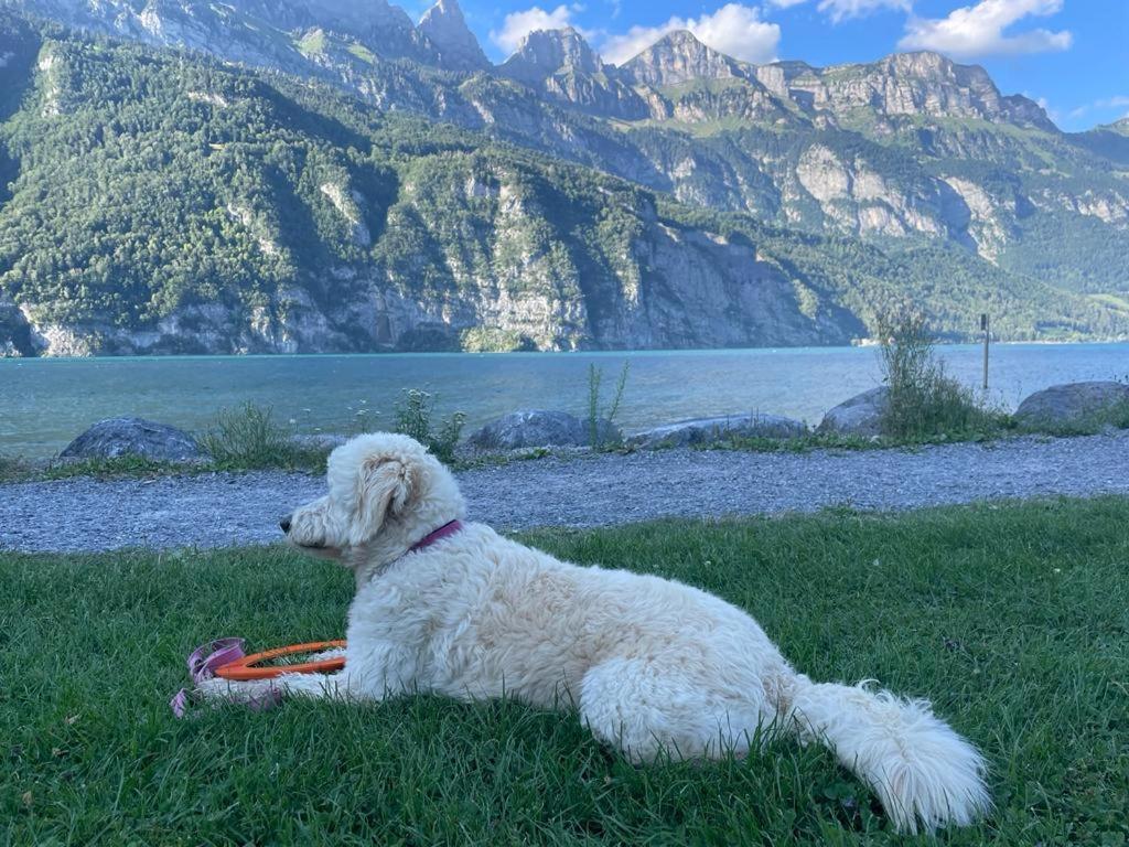 Doodle'S Amazing Chalet -Walensee - Flumserberg - Churfirsten - Heidiland - Pool - Sauna 莫尔斯 外观 照片