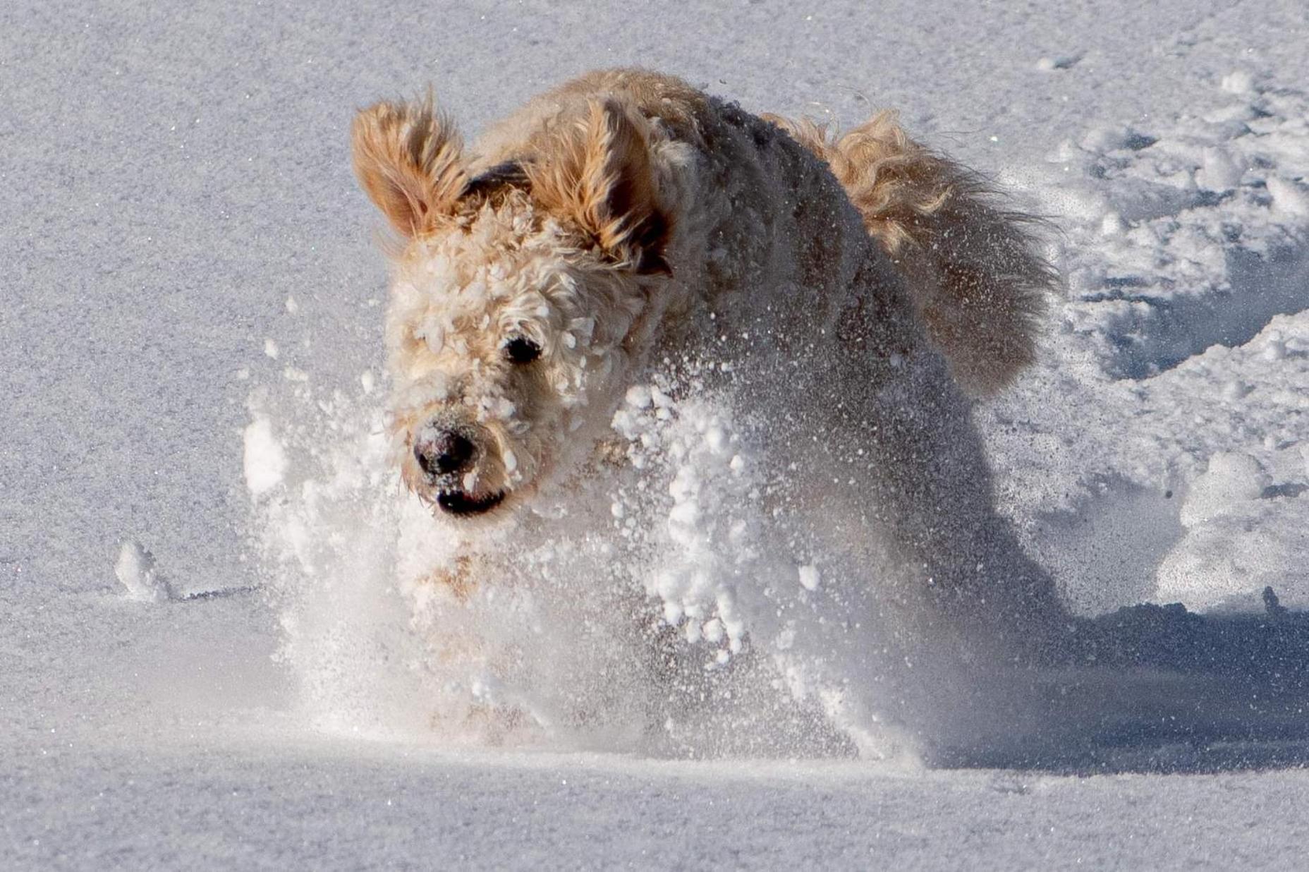 Doodle'S Amazing Chalet -Walensee - Flumserberg - Churfirsten - Heidiland - Pool - Sauna 莫尔斯 外观 照片